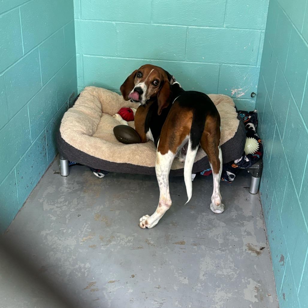 Enlarge Gumball, a Adoptable mixed breed in Louisville, KY image 2/6