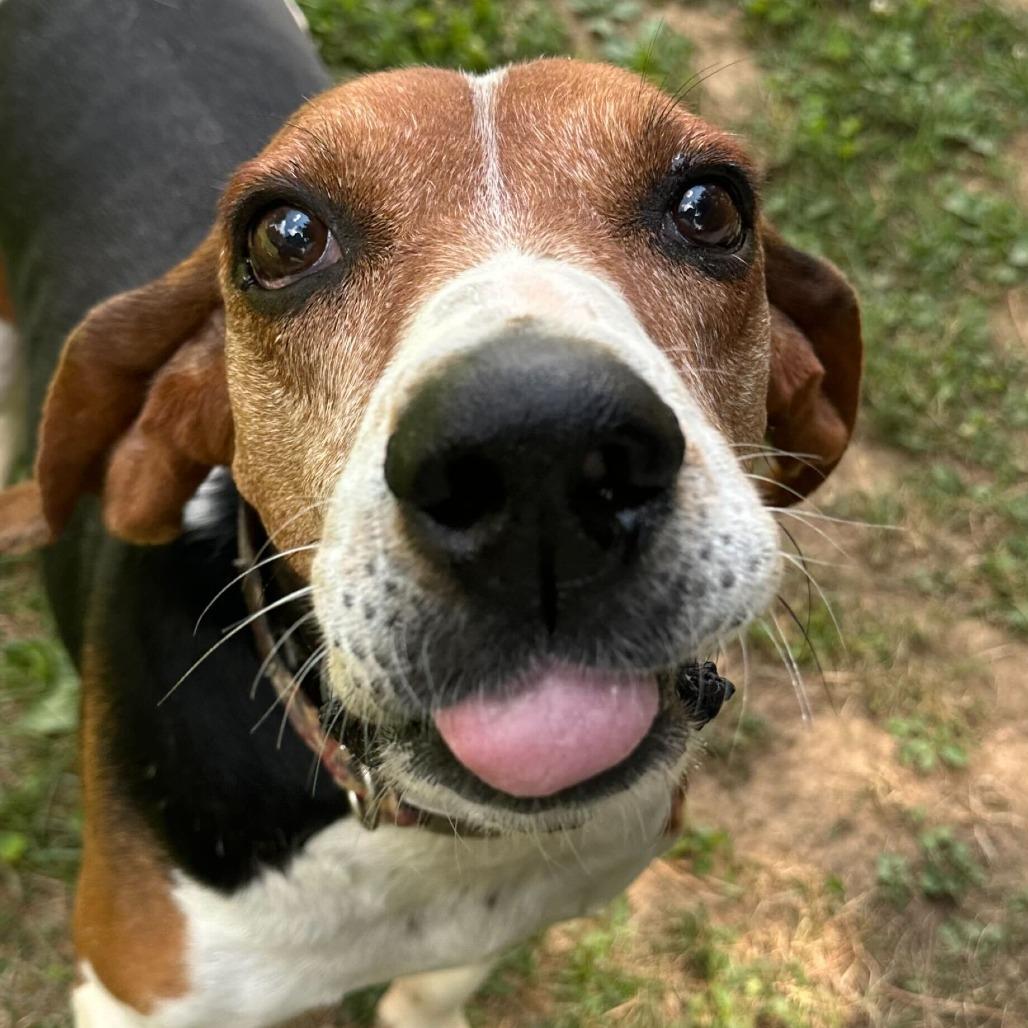 Enlarge Gumball, a Adoptable mixed breed in Louisville, KY image 3/6