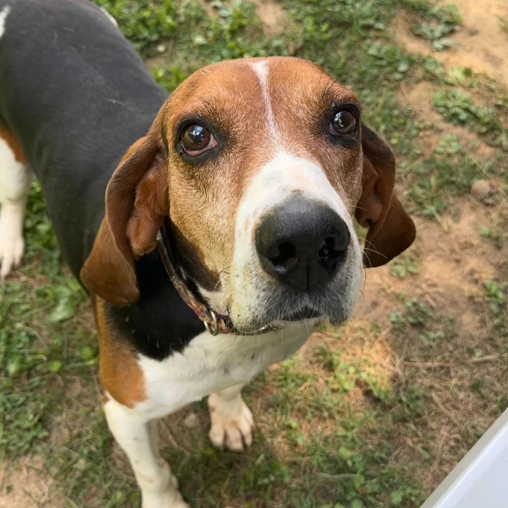 Enlarge Gumball, a Adoptable mixed breed in Louisville, KY image 4/6