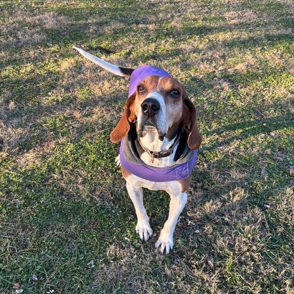 Enlarge Gumball, a Adoptable mixed breed in Louisville, KY image 6/6