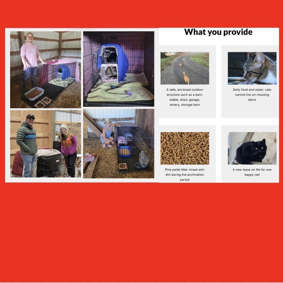 Enlarge MANGO WorkingCat, a Adopted mixed breed in Beaverton, OR image 4/4