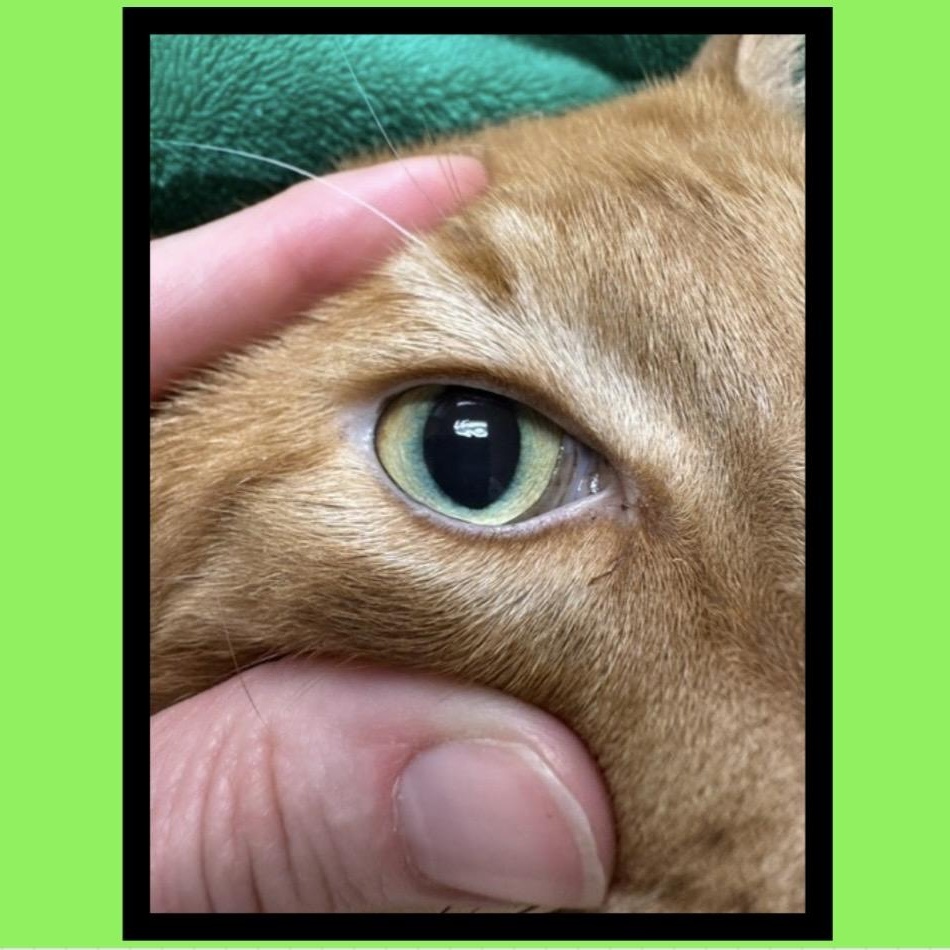 MANGO WorkingCat, Adopted, Adult Male Domestic Short Hair & Tabby.
