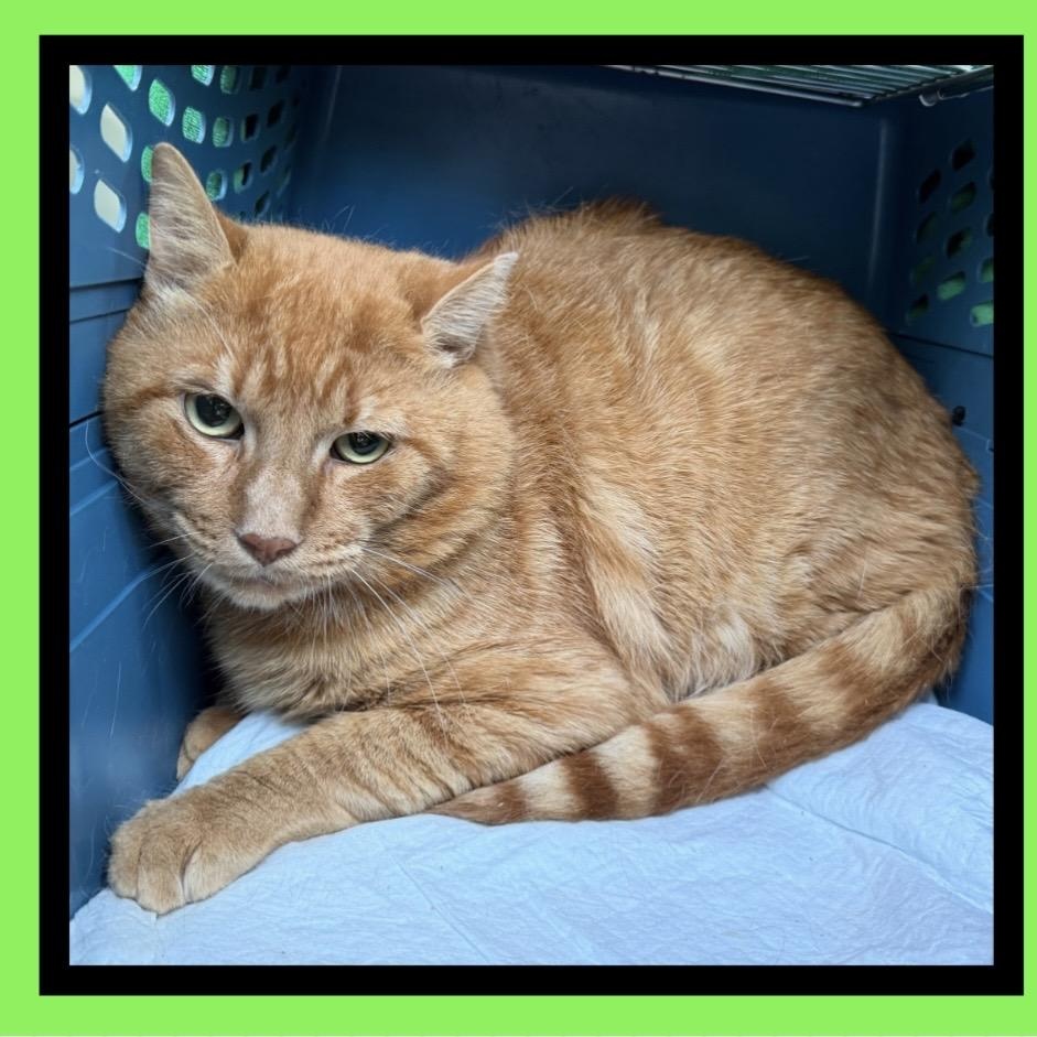 Enlarge MANGO WorkingCat, a Adopted mixed breed in Beaverton, OR image 3/4