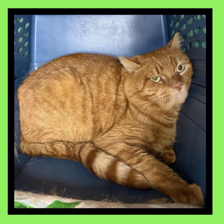 Enlarge MANGO WorkingCat, a Adopted mixed breed in Beaverton, OR image 2/4