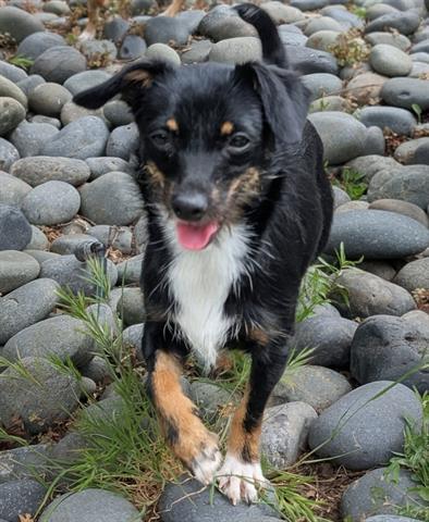 Enlarge FRIDA, a Adoptable mixed breed in San Martin, CA image 1/1
