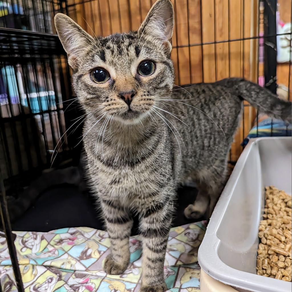 Alex, Adoptable, Adult Female Domestic Short Hair.