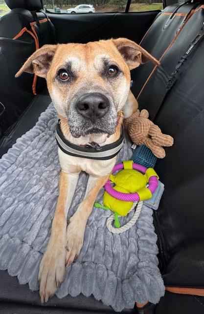 Oscar, Adoptable, Adult Male Mixed Breed & Mixed Breed.