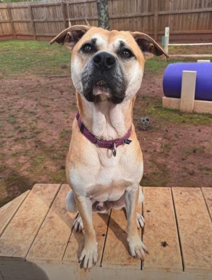 Oscar, a Adoptable mixed breed in Cumming, GA image 2/3