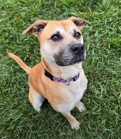 Oscar, a Adoptable mixed breed in Cumming, GA image 3/3