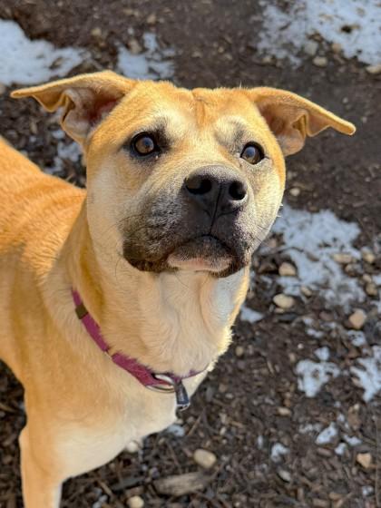 Oscar, Adoptable, Adult Male Mixed Breed & Mixed Breed.