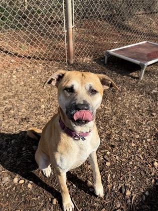 Enlarge Oscar, a Adoptable mixed breed in Cumming, GA image 2/3