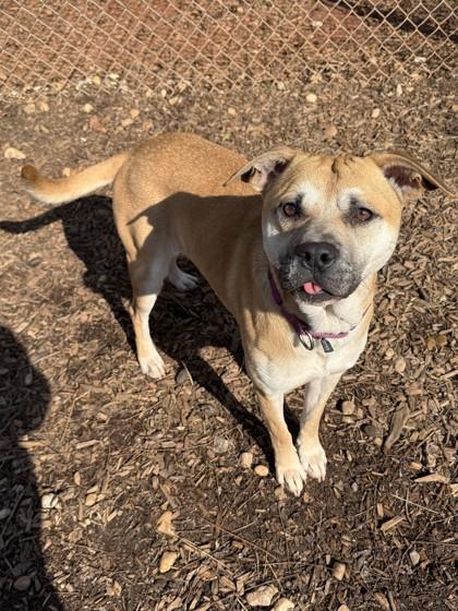 Enlarge Oscar, a Adoptable mixed breed in Cumming, GA image 3/3