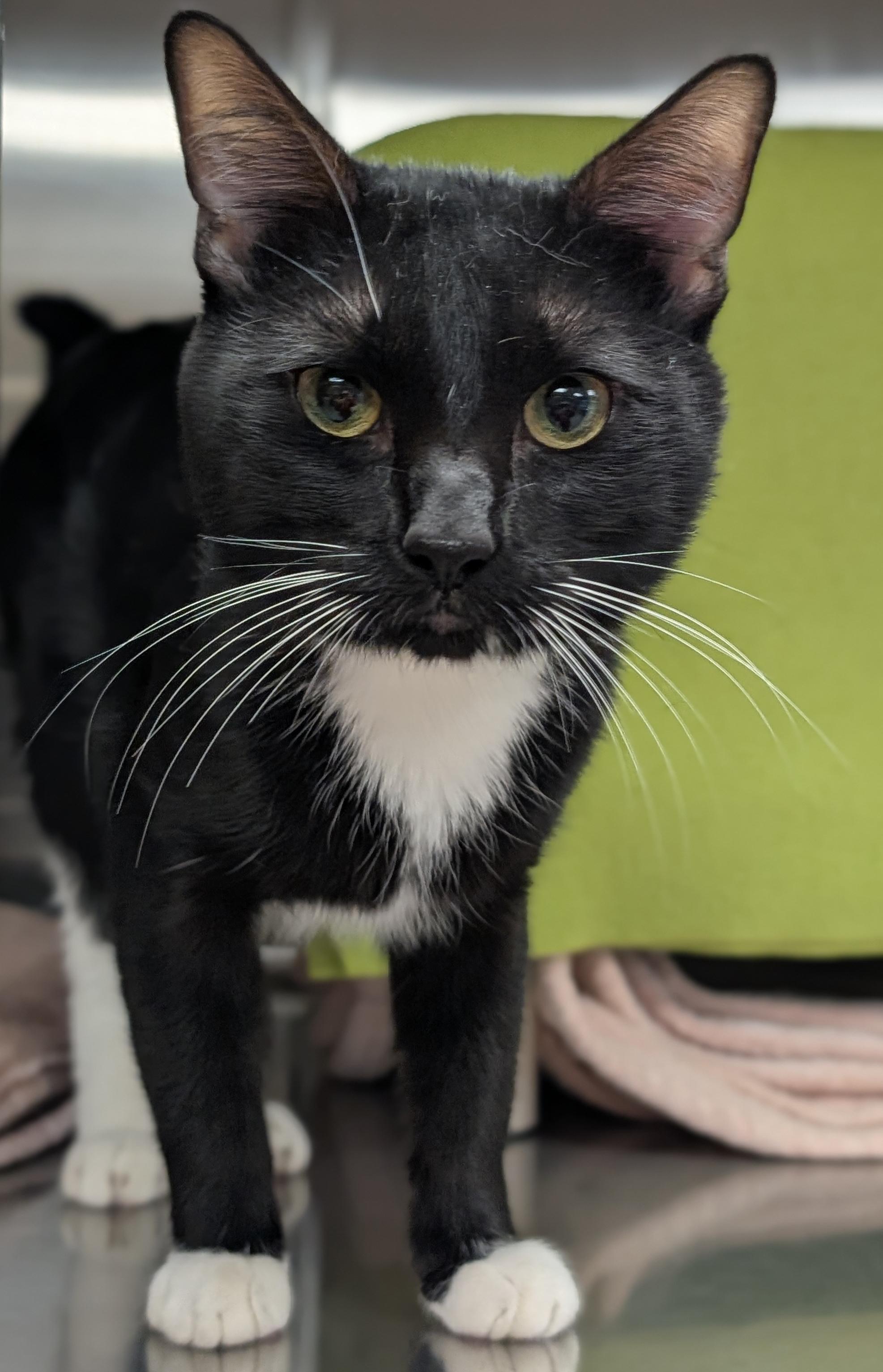 Enlarge Nugget, a Adoptable Domestic Short Hair in Jefferson, WI image 2/2