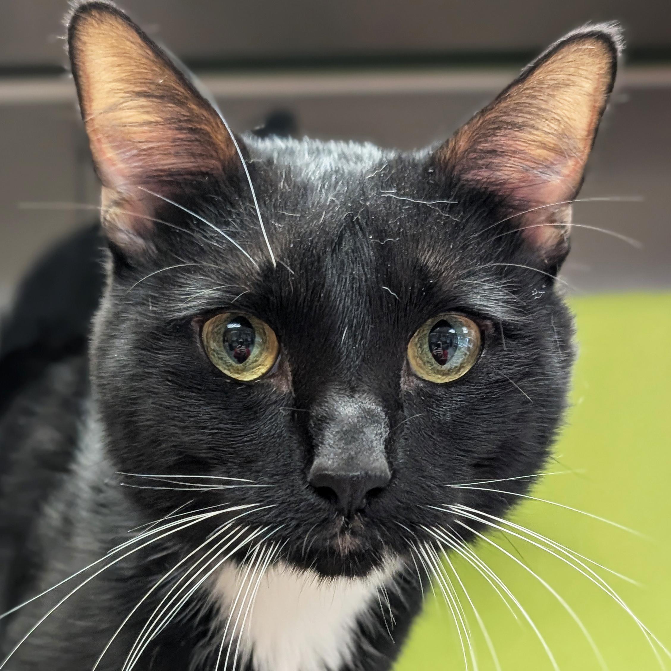 Enlarge Nugget, a Adoptable Domestic Short Hair in Jefferson, WI image 1/2