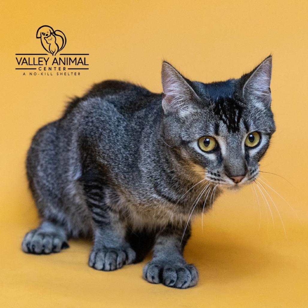 Crikey, Adoptable, Young Male Domestic Short Hair & Extra-Toes Cat / Hemingway Polydactyl.