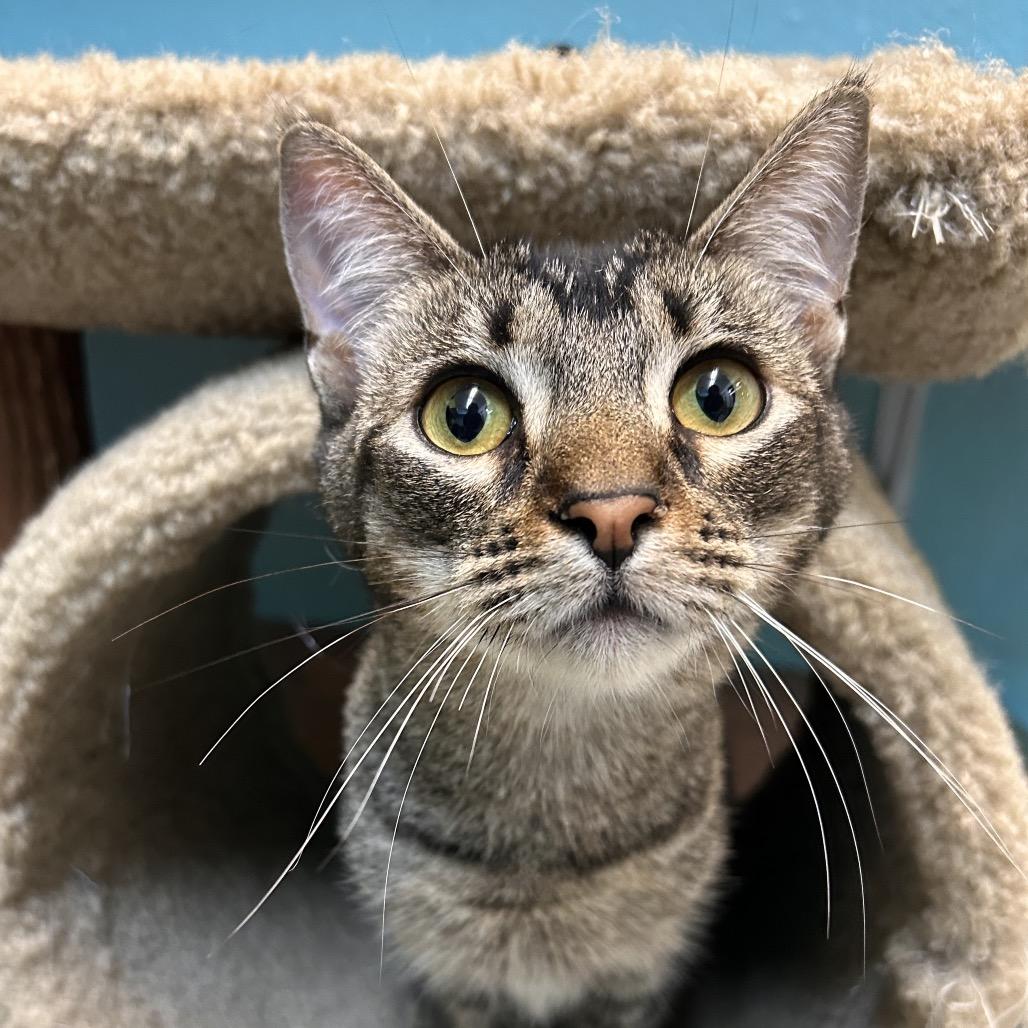 Crikey, Adoptable, Young Male Domestic Short Hair.