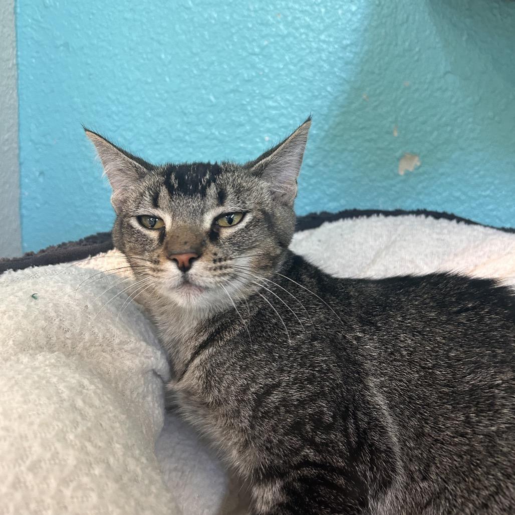 Enlarge Crikey, a Adoptable Domestic Short Hair in Fresno, CA image 3/3