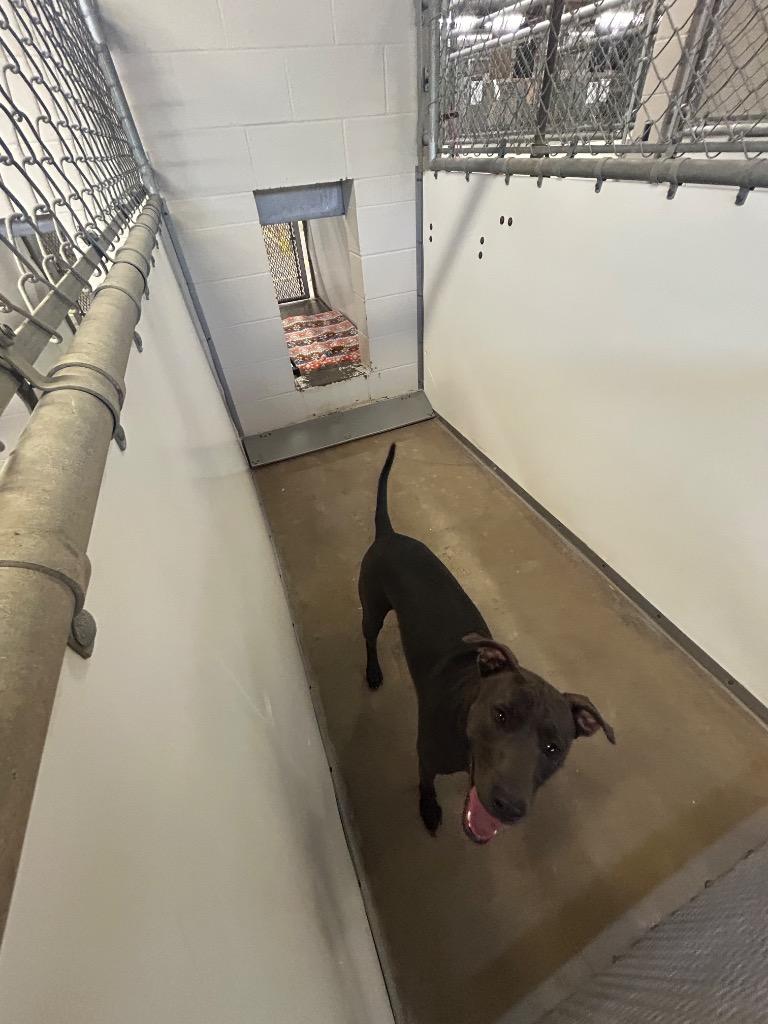 Enlarge Maycee, a Adoptable mixed breed in Belton, TX image 1/3