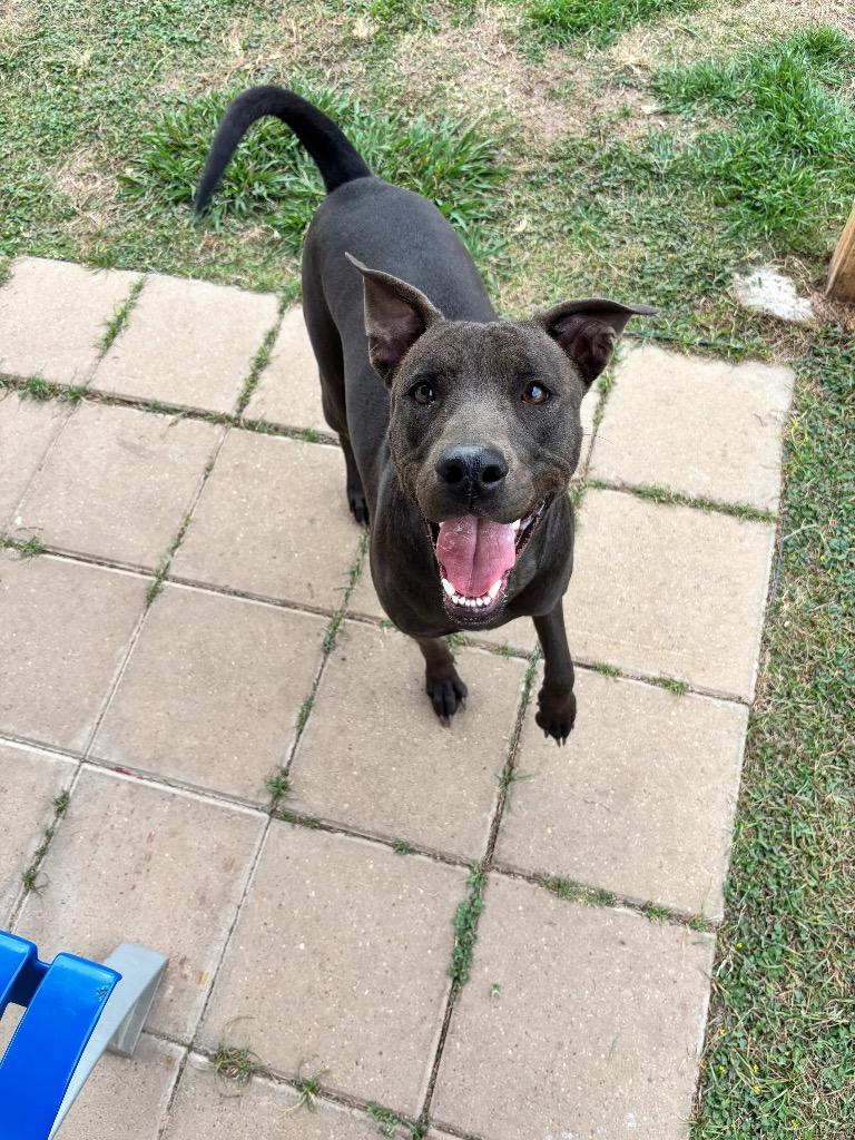 Enlarge Maycee, a Adoptable mixed breed in Belton, TX image 3/3