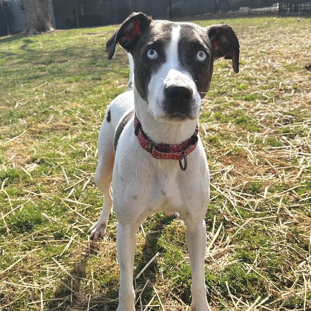 Duchess, a Adoptable Mixed Breed in Johnson City, TN image 1/5