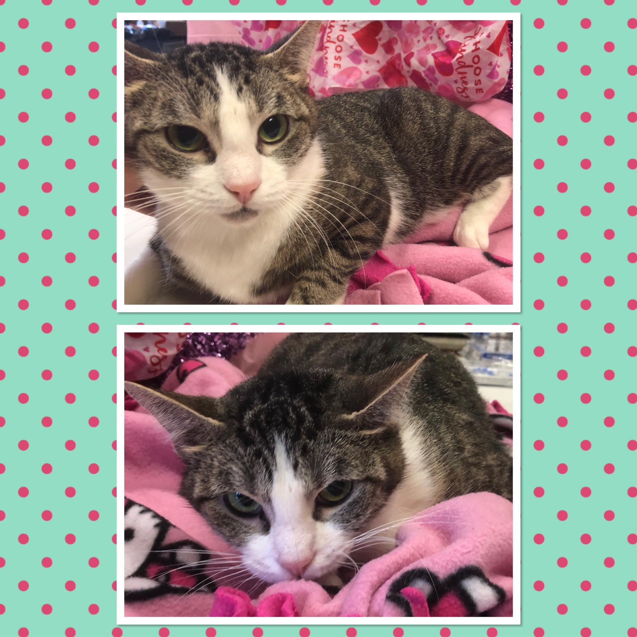 Enlarge GHOST, a ADOPTABLE Domestic Short Hair in Buckhannon, WV image 1/1