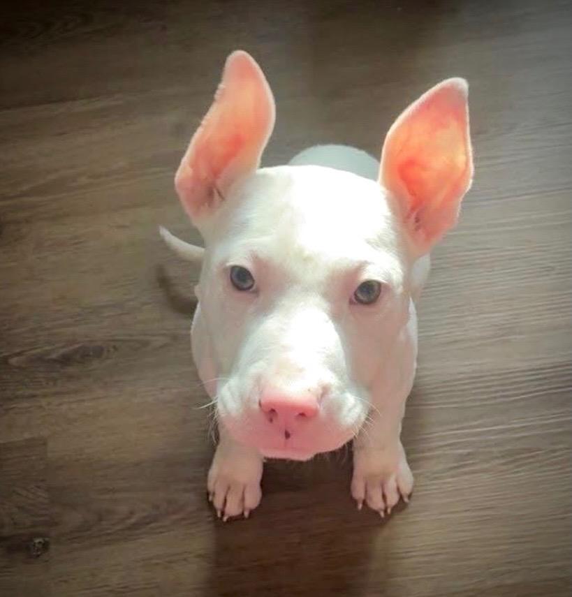 Enlarge Luca, an adopted Pit Bull Terrier in Powell, TN image 2/4