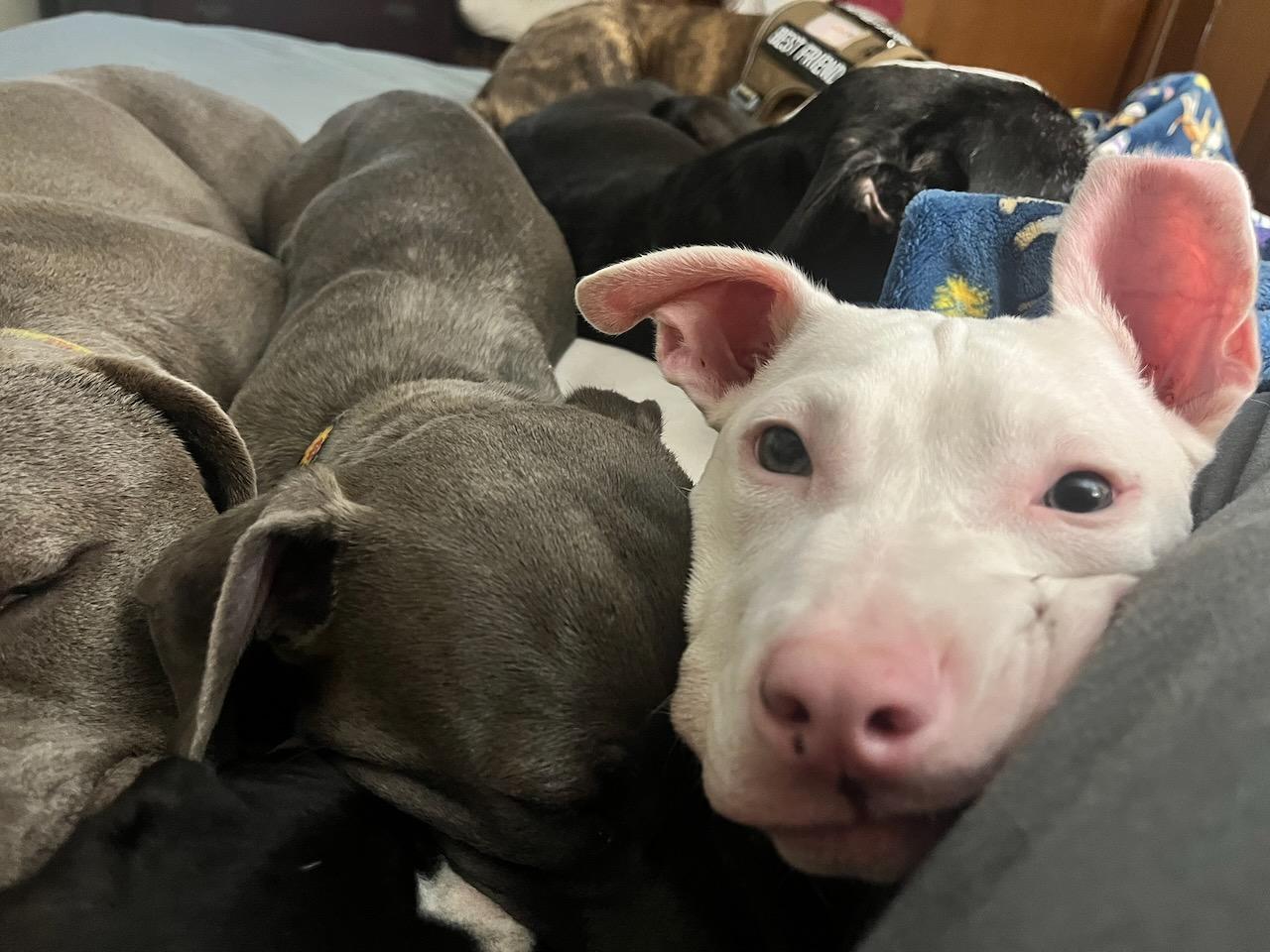 Enlarge Luca, an adopted Pit Bull Terrier in Powell, TN image 3/4