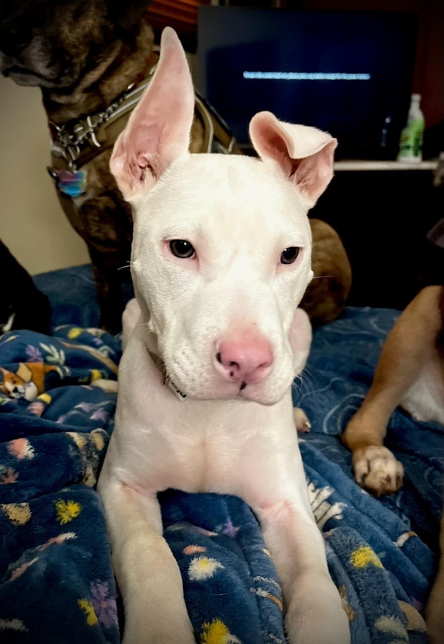 Luca, adopted, Puppy Male Pit Bull Terrier.