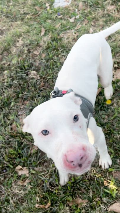 Enlarge Luca, an adopted Pit Bull Terrier in Powell, TN video 4/4