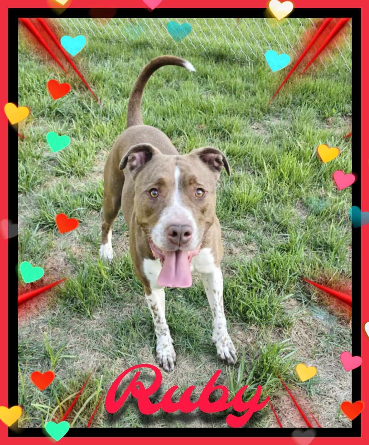 Ruby, a Adoptable American Staffordshire Terrier in Hughesville, MD image 1/2