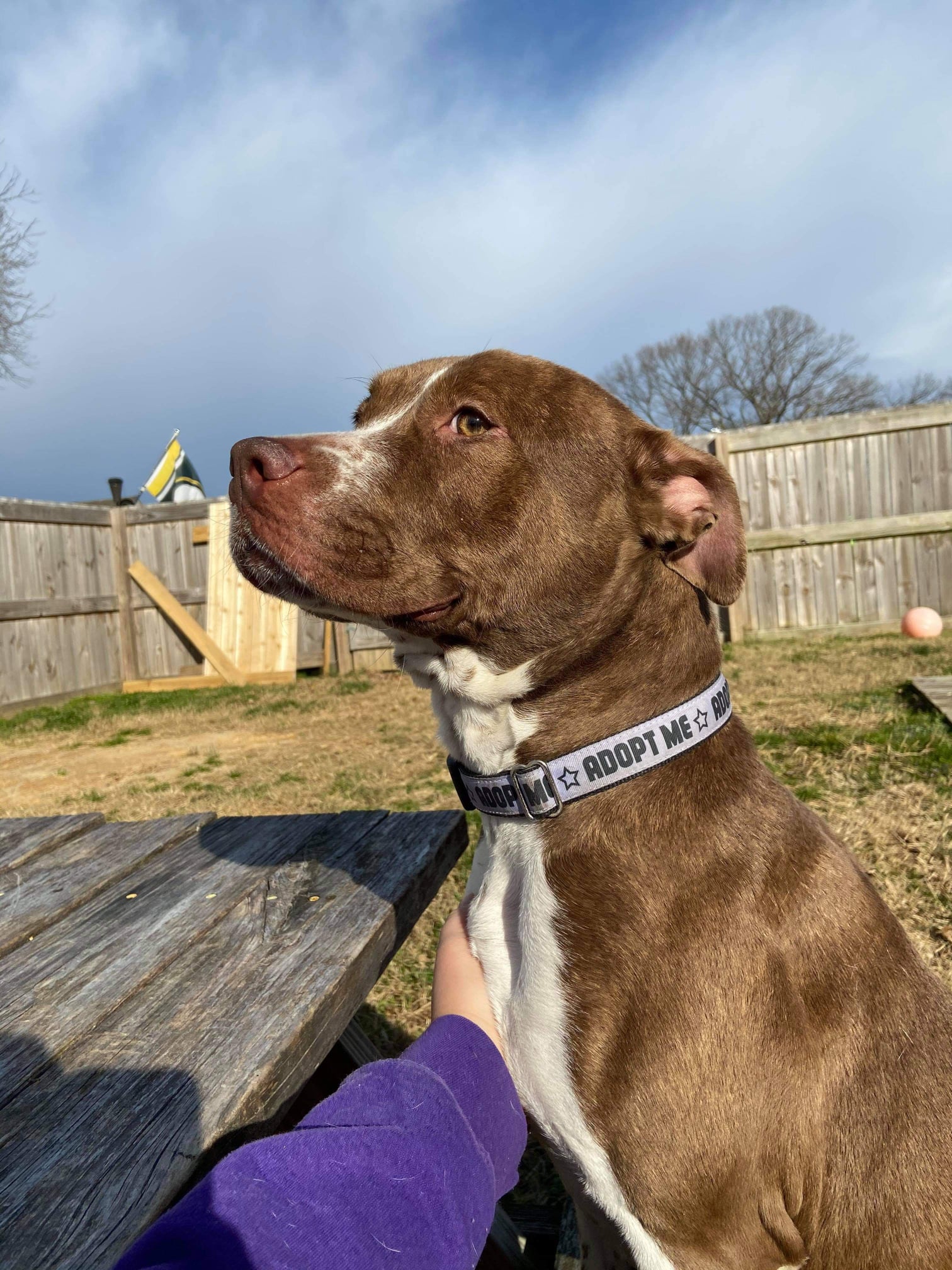 Ruby, a Adoptable American Staffordshire Terrier in Hughesville, MD image 2/2