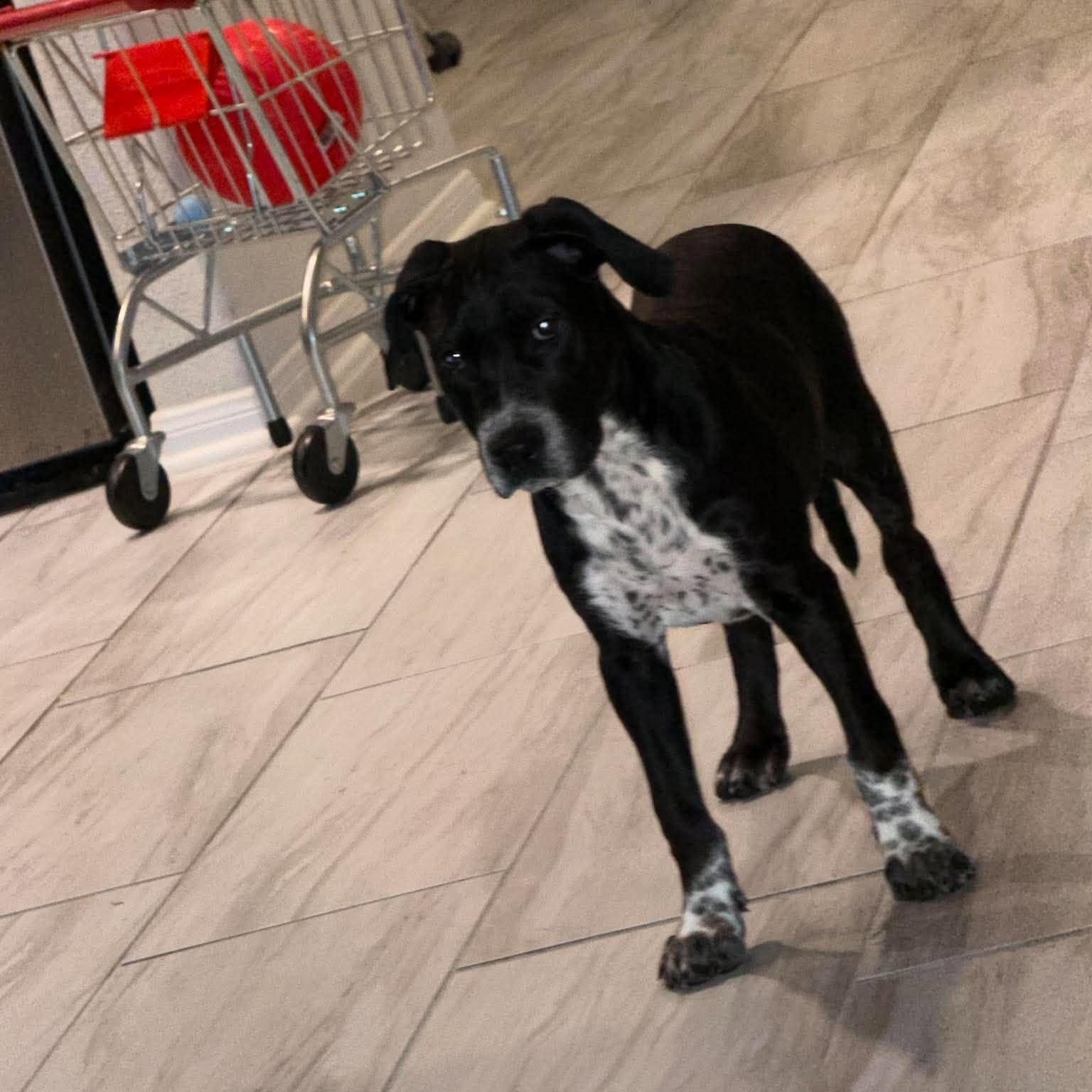 Enlarge Popps, a Adoptable mixed breed in Grand Rapids, MI image 5/6