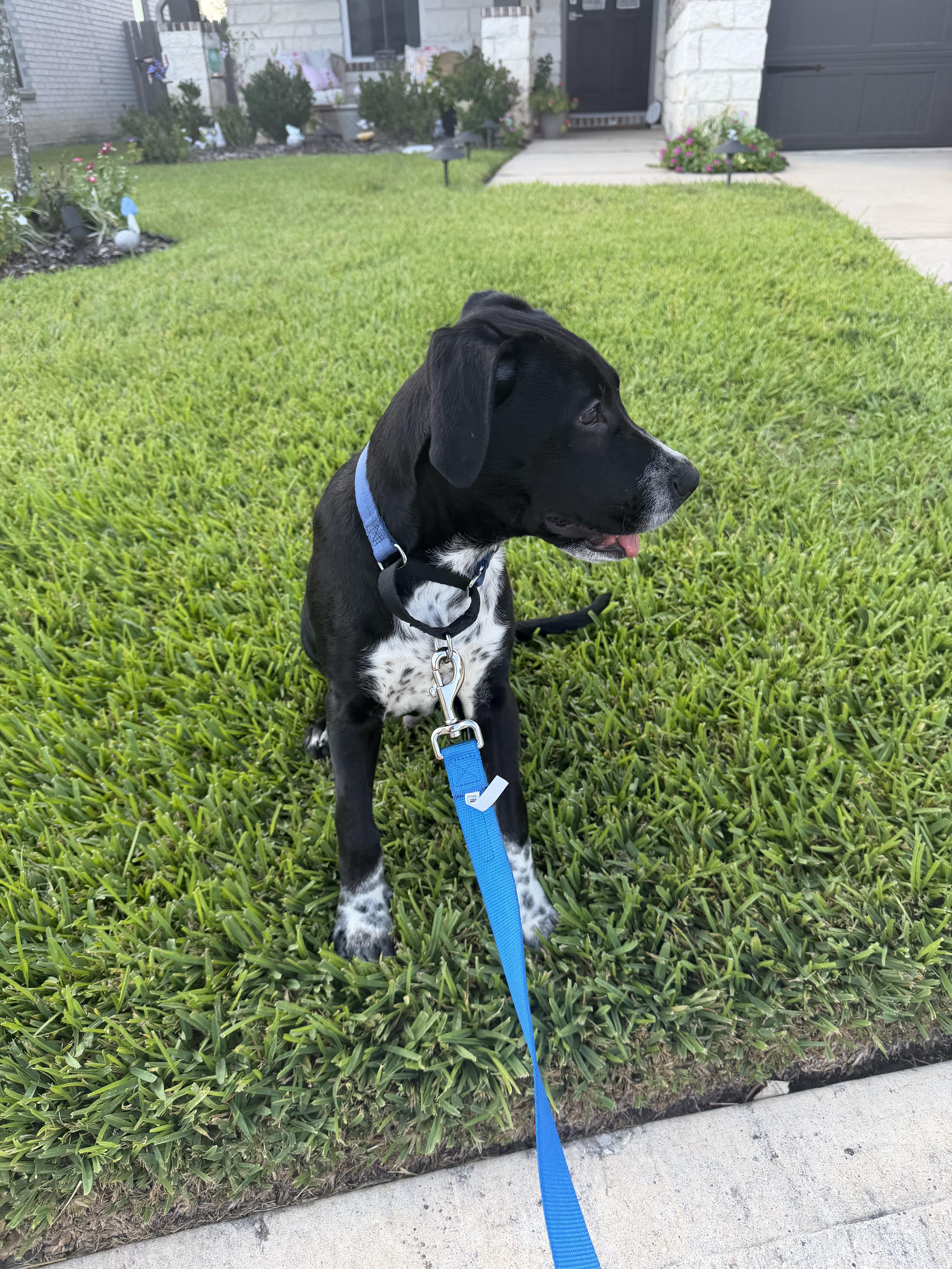 Enlarge Popps, a Adoptable mixed breed in Grand Rapids, MI image 4/6