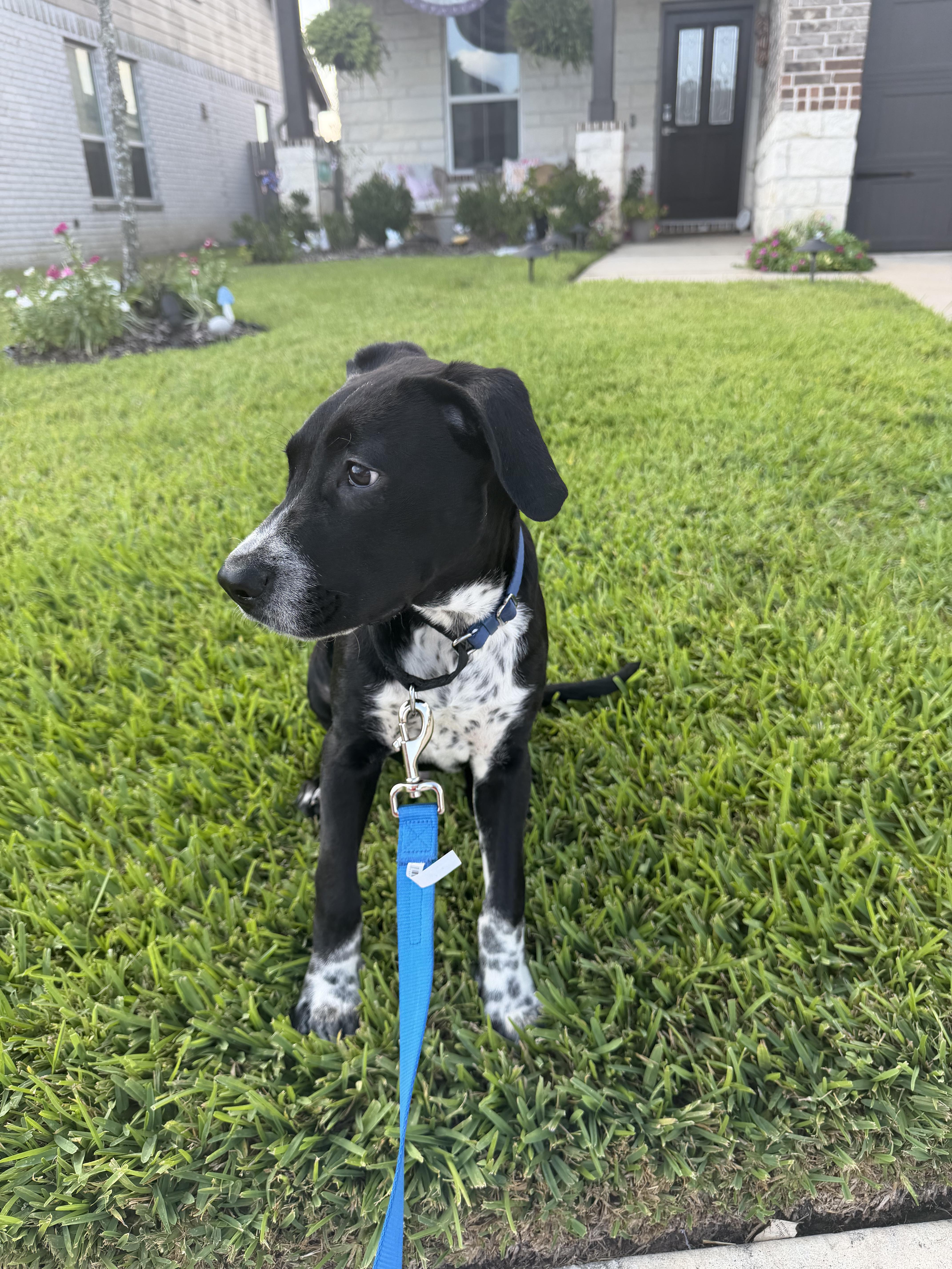 Enlarge Popps, a Adoptable mixed breed in Grand Rapids, MI image 6/6