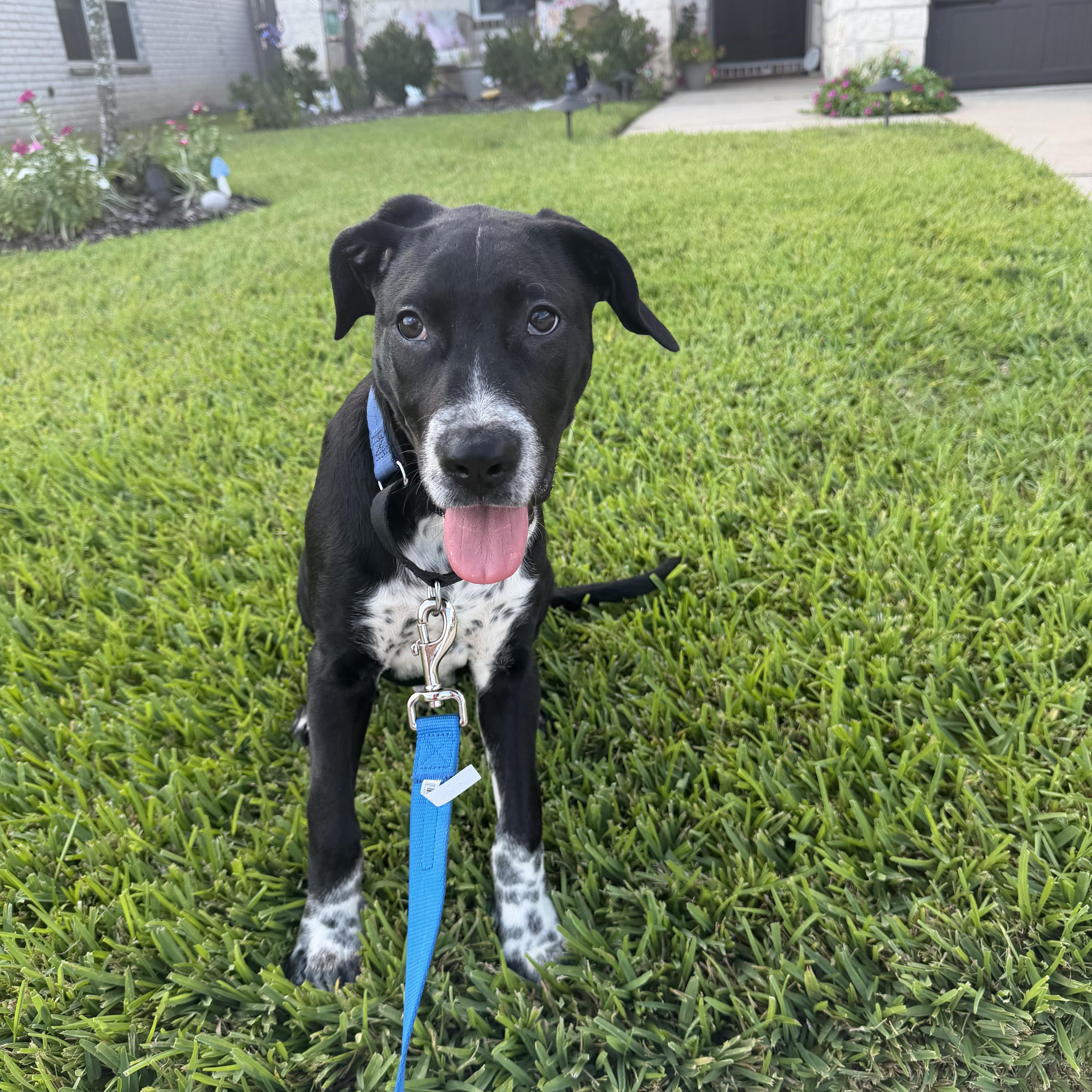 Enlarge Popps, a Adoptable mixed breed in Grand Rapids, MI image 1/6