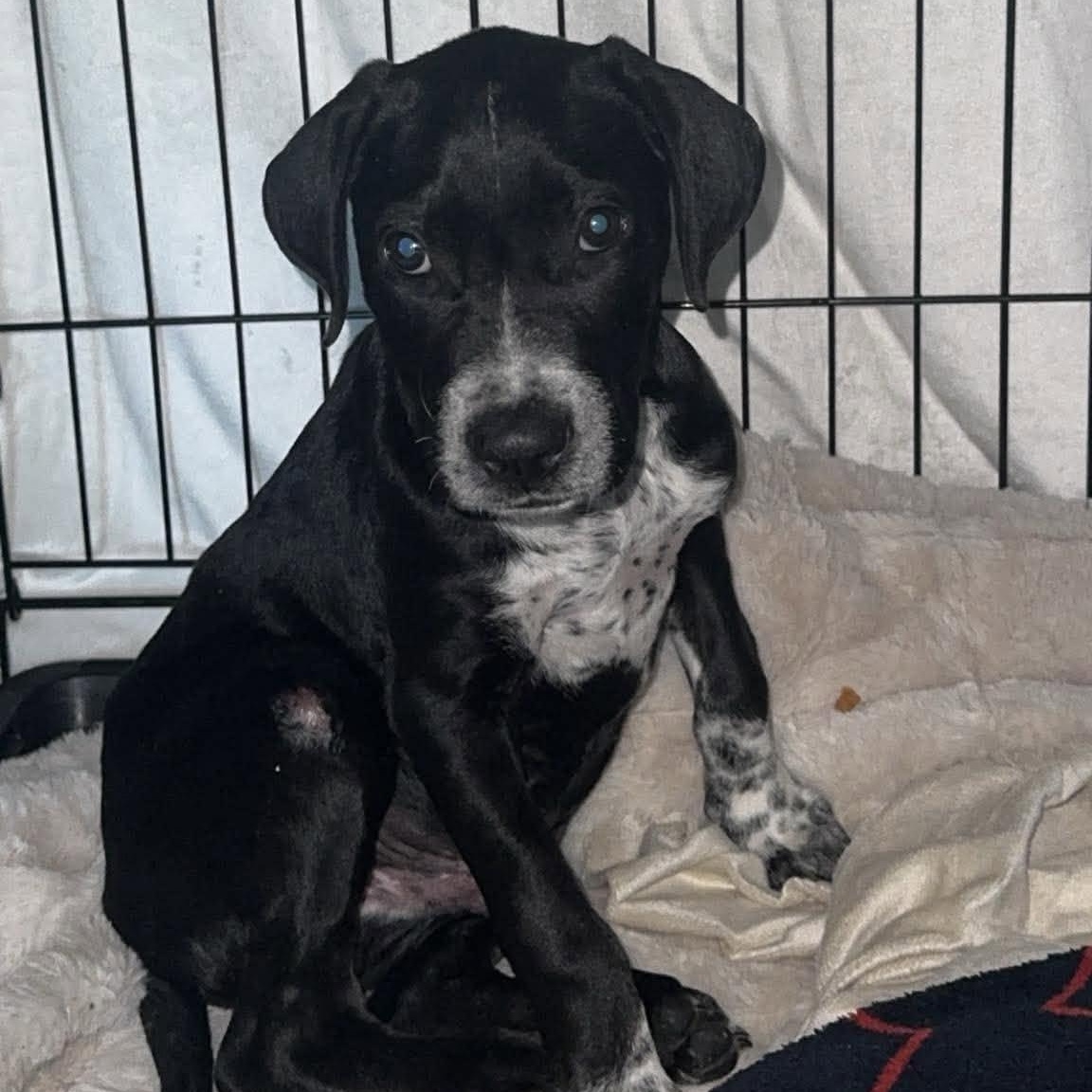 Enlarge Popps, a Adoptable mixed breed in Grand Rapids, MI image 3/6