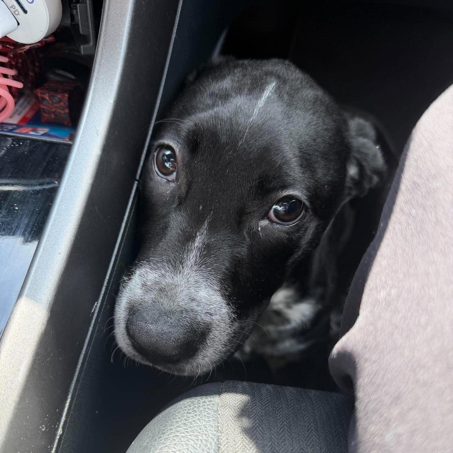 Enlarge Popps, a Adoptable mixed breed in Grand Rapids, MI image 2/6