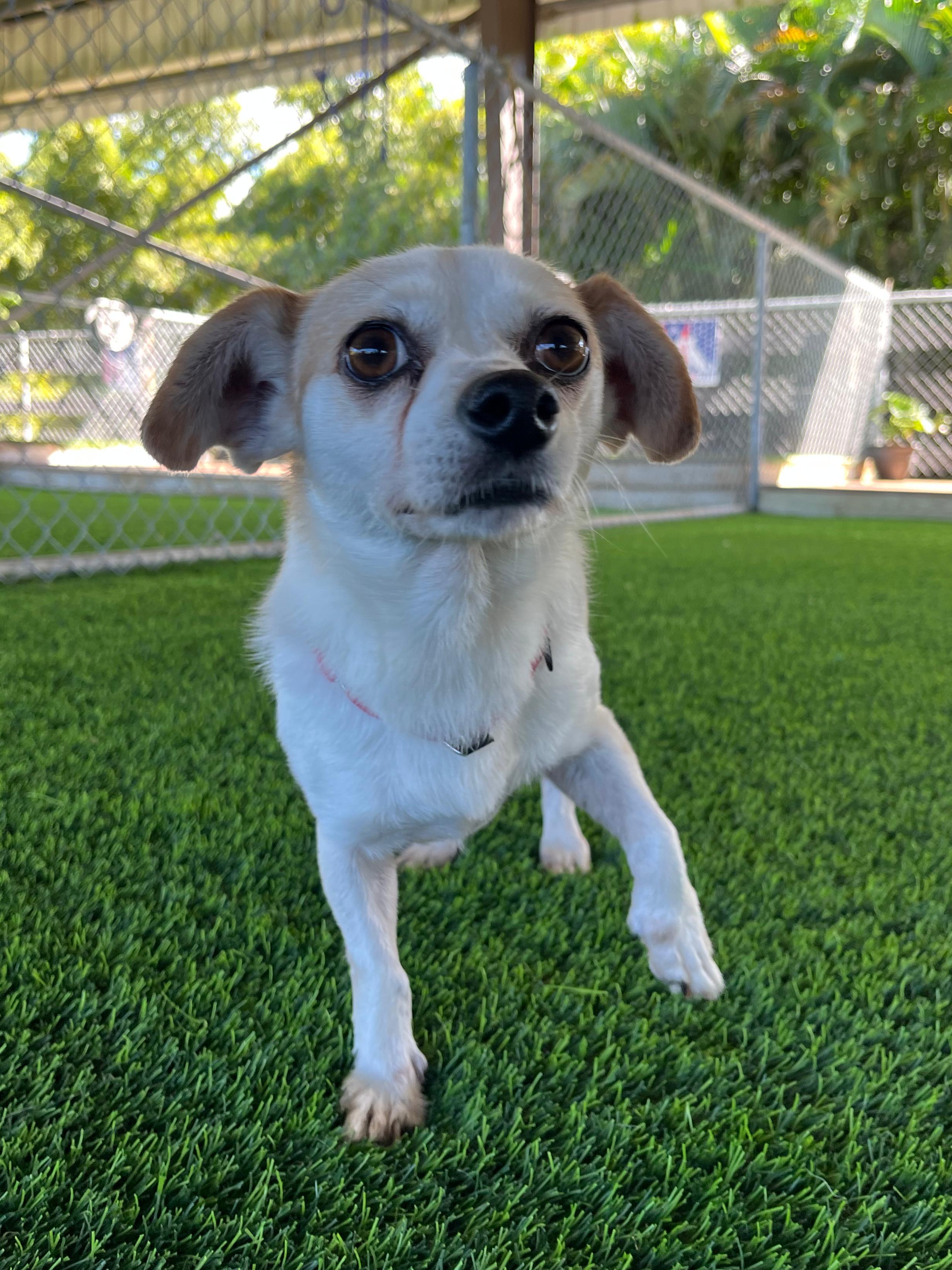 Sharla, ADOPTABLE, Senior Female Mixed Breed.