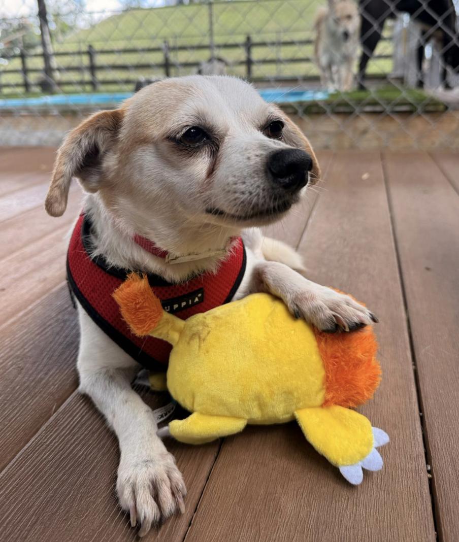 Sharla, ADOPTABLE, Senior Female Mixed Breed.