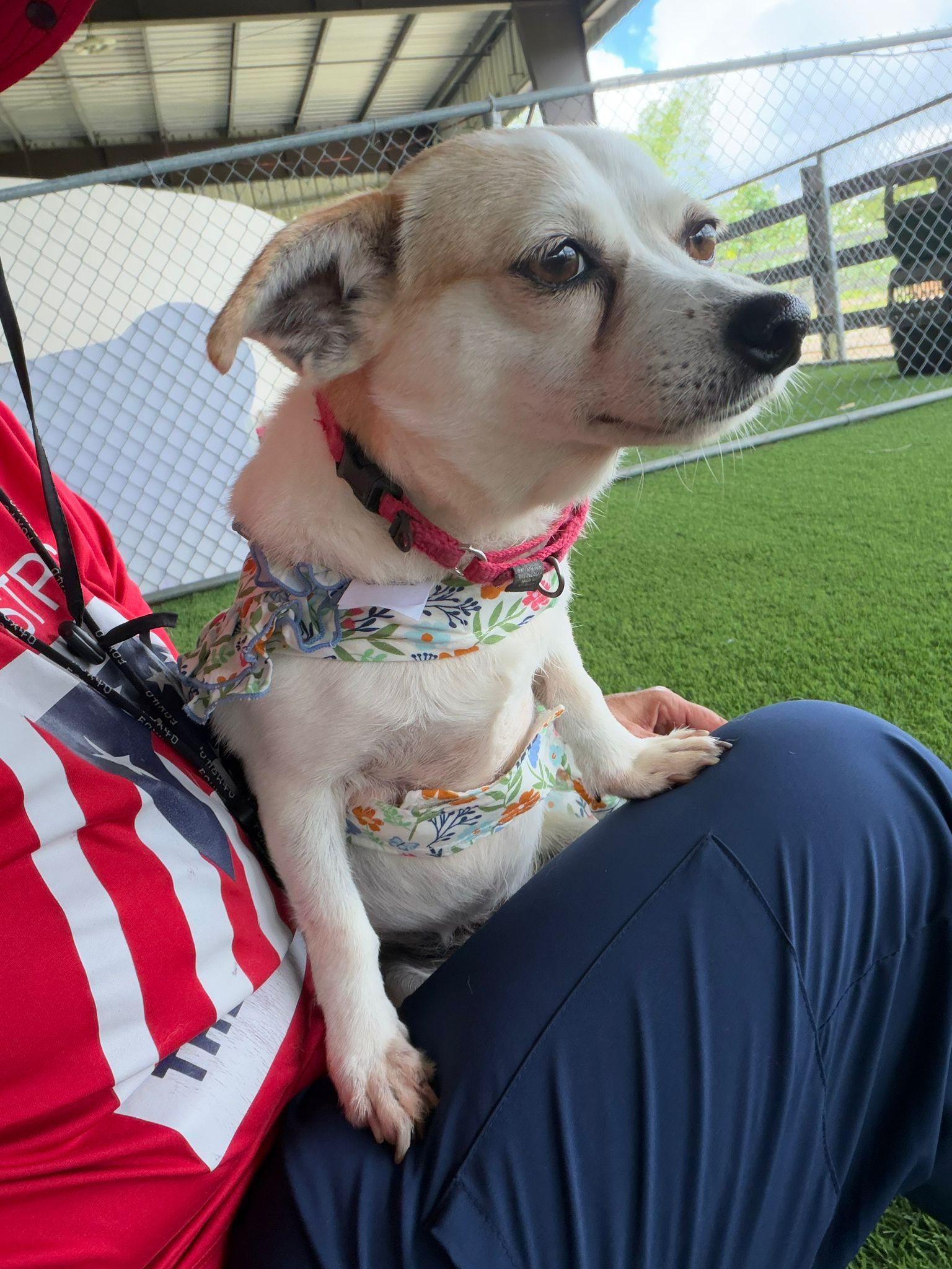Enlarge Sharla, a ADOPTABLE mixed breed in Brooklyn, NY image 4/6