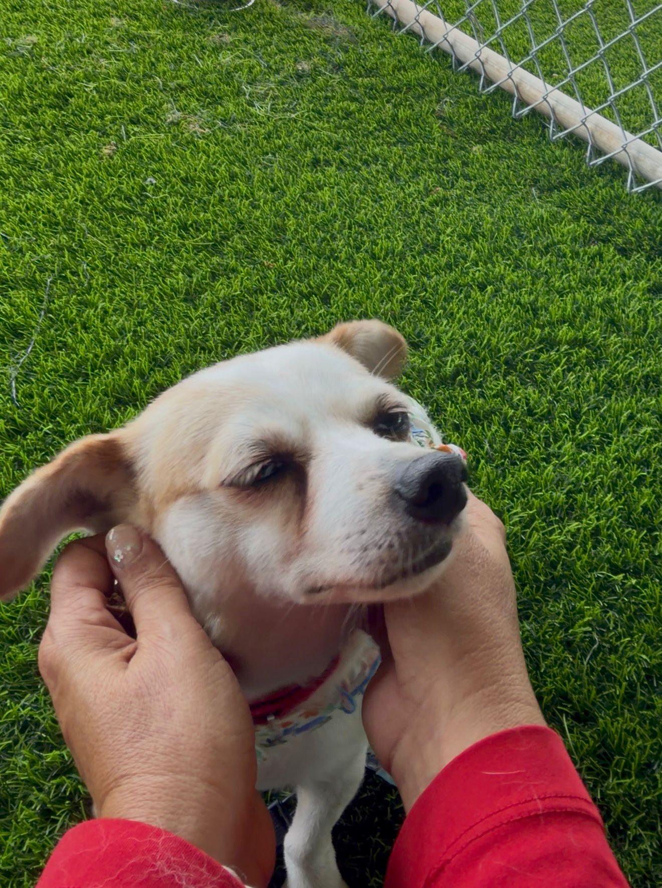 Enlarge Sharla, a ADOPTABLE mixed breed in Brooklyn, NY image 3/6