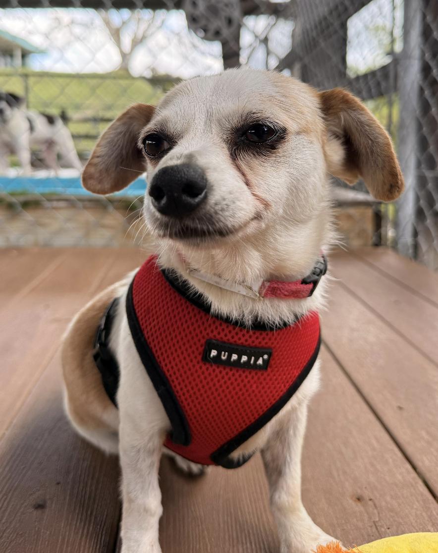 Enlarge Sharla, a ADOPTABLE mixed breed in Brooklyn, NY image 5/6