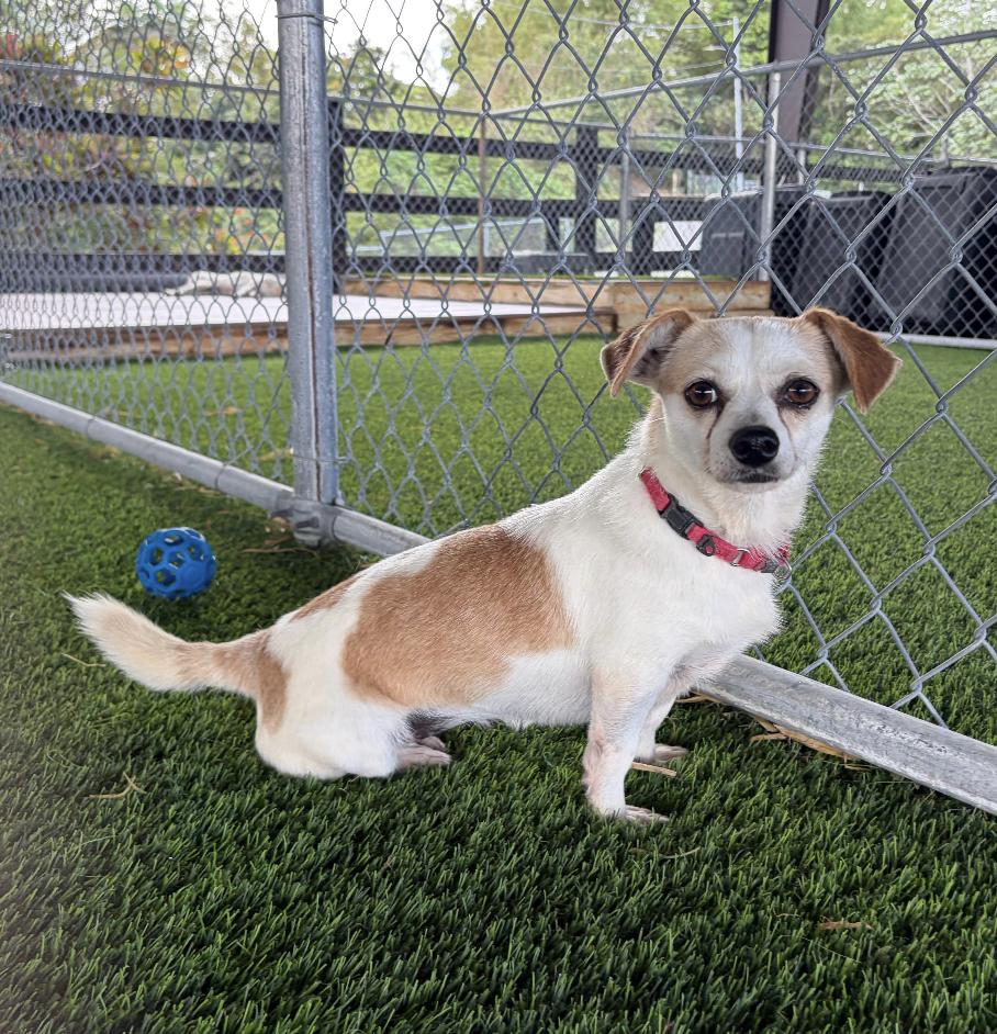 Enlarge Sharla, a ADOPTABLE mixed breed in Brooklyn, NY image 6/6