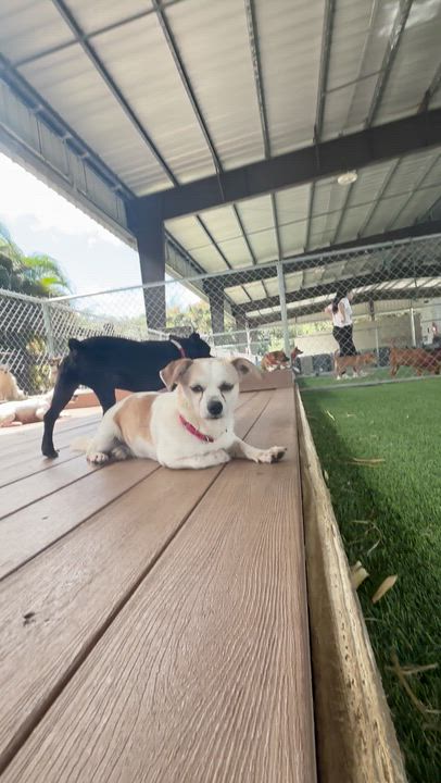 Enlarge Sharla, a ADOPTABLE mixed breed in Brooklyn, NY video 4/4