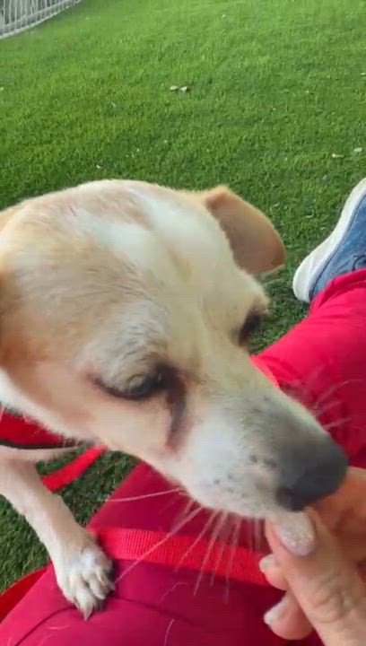 Enlarge Sharla, a ADOPTABLE mixed breed in Brooklyn, NY video 2/4