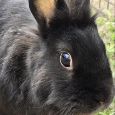 Silco, Adoptable, Adult Male Bunny Rabbit & Lionhead.