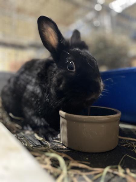 Silco, Adoptable, Adult Male Bunny Rabbit & Lionhead.