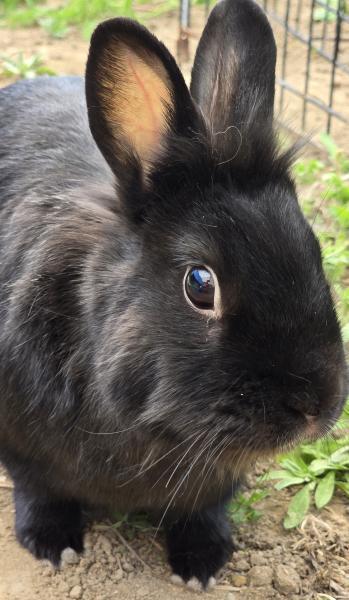 Enlarge Silco, a Adoptable mixed breed in Kalamazoo, MI image 2/2