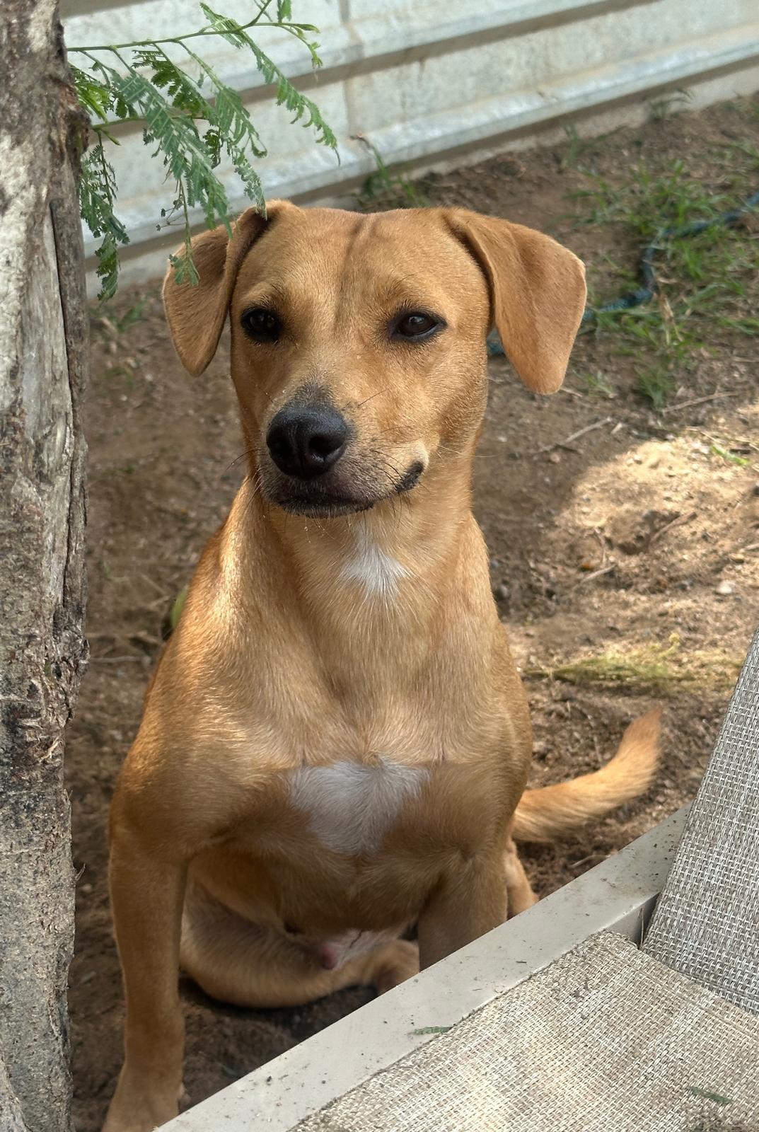 Sunny, Adoptable, Young Female Labrador Retriever & Coonhound.