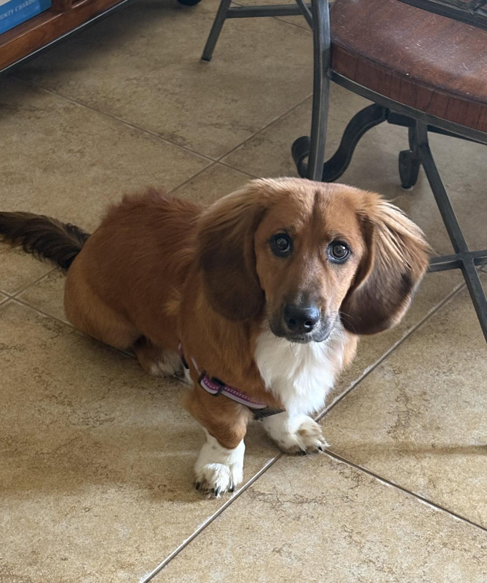 Enlarge George, a Adopted Basset Hound in Grapevine, TX image 2/3